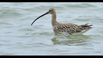 Eurasian Curlew