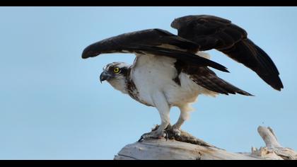 Western Osprey