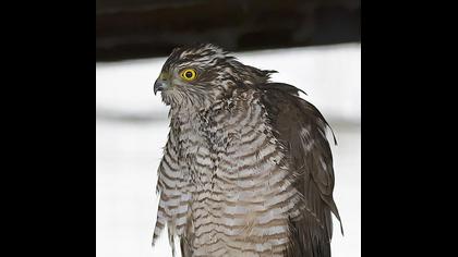 Eurasian Sparrowhawk