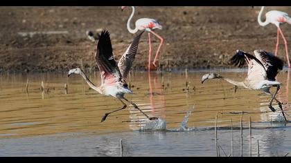 Greater Flamingo