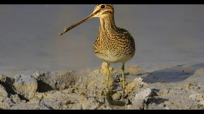 Common Snipe