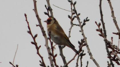 European Goldfinch