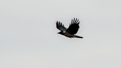 Hooded Crow