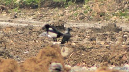 Western Jackdaw