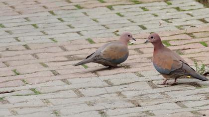 Laughing Dove