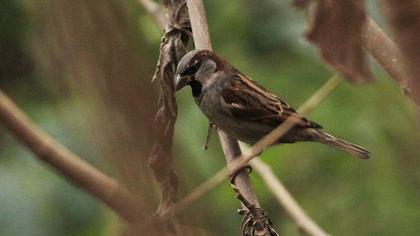 House Sparrow