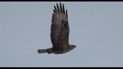 Long-legged Buzzard