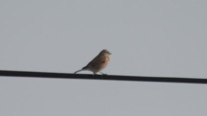 Common Linnet