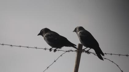 Western Jackdaw
