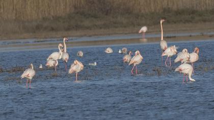Greater Flamingo