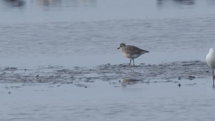 Grey Plover