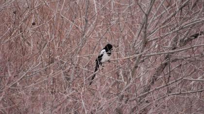 Eurasian Magpie