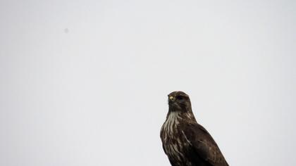 Common Buzzard