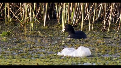 Eurasian Coot
