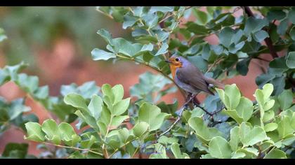European Robin