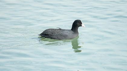 Eurasian Coot