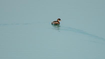 Little Grebe