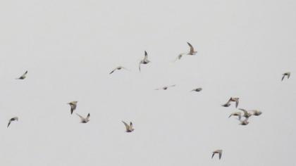 Black-bellied Sandgrouse