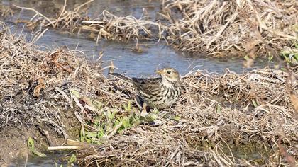 Meadow Pipit