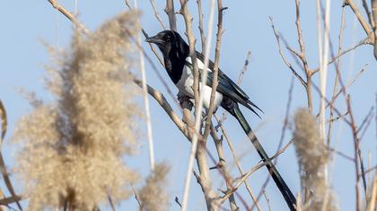 Eurasian Magpie