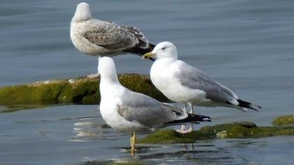Caspian Gull