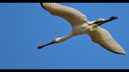 Eurasian Spoonbill