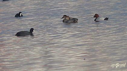 Common Pochard