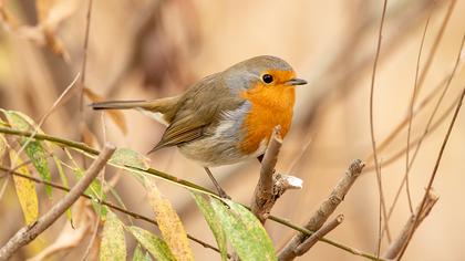 European Robin