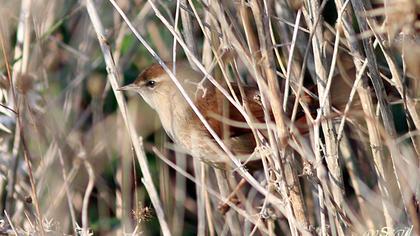 Cetti`s Warbler
