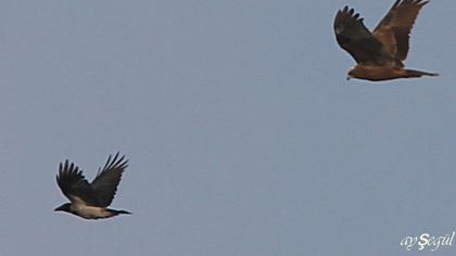 Western Marsh Harrier