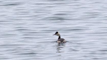 Great Crested Grebe