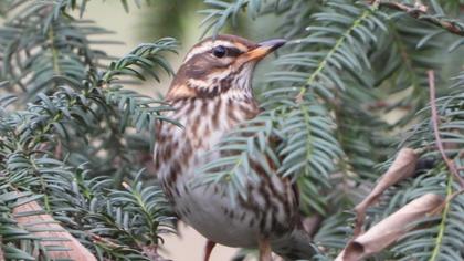 Redwing