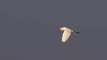 Great Egret