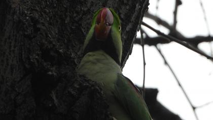 Alexandrine Parakeet