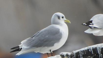 Black-legged Kittiwake