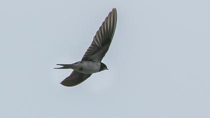 Barn Swallow