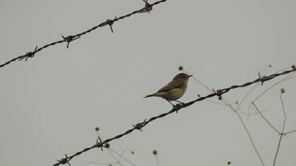 Common Chiffchaff