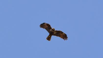 Western Marsh Harrier