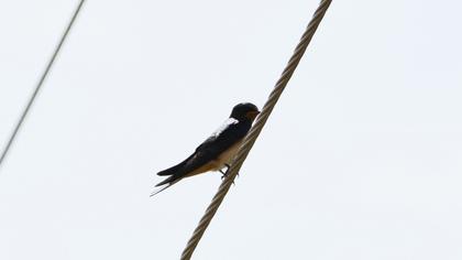 Barn Swallow
