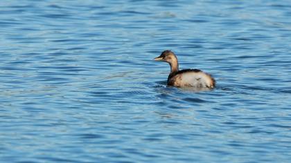 Little Grebe