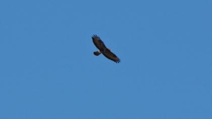 Common Buzzard