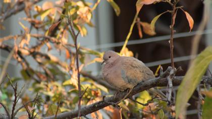 Laughing Dove