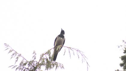 Hooded Crow