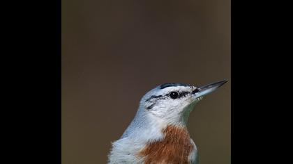 Krüper`s Nuthatch