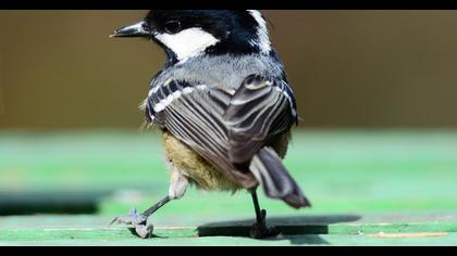 Coal Tit