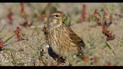 Common Linnet