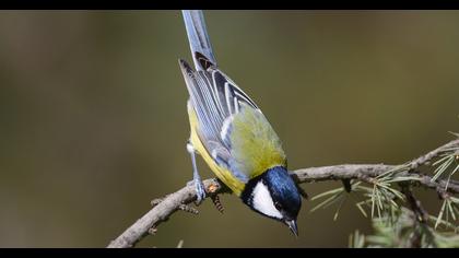 Great Tit