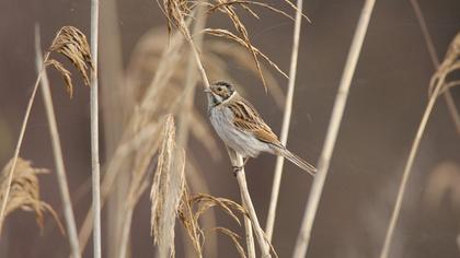 Common Reed Bunting