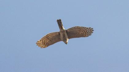 Eurasian Sparrowhawk