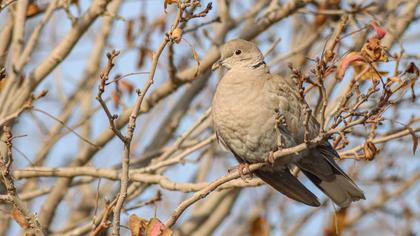Eurasian Collared Dove